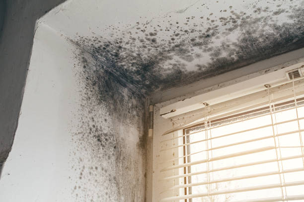 Affordable Commercial Mold Remediation solutions in Rixeyville, VA